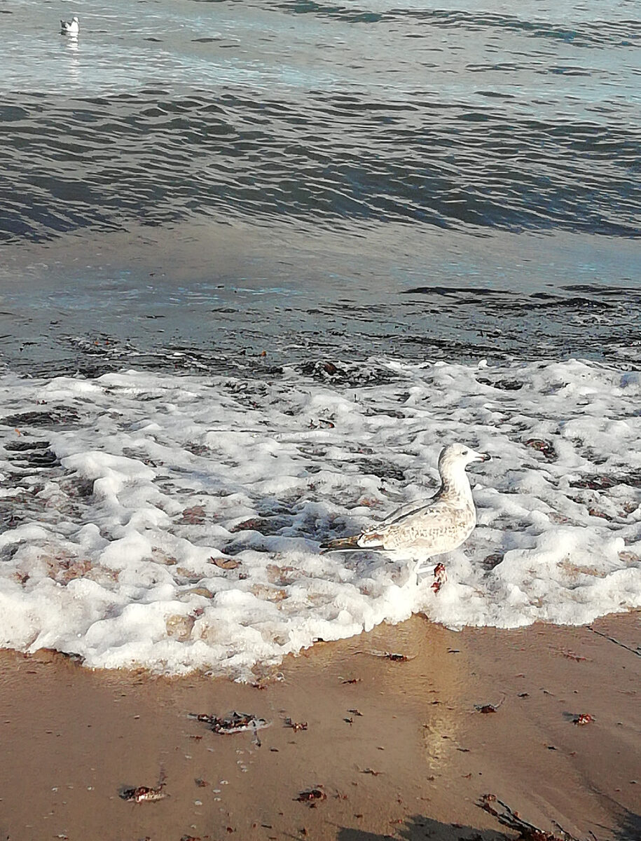 Moewe an der Ostsee